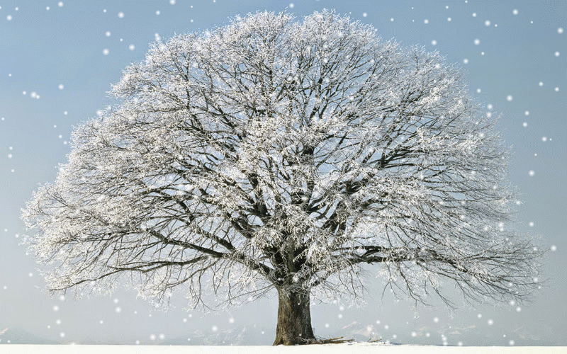https://lh5.googleusercontent.com/-bb_Ahvo097E/U6xz-JDPCiI/AAAAAAAAMG4/FqTXCpHj_IY/w800-h500-no/Tree_winter_snow_for_windows_vista-SNOW.gif