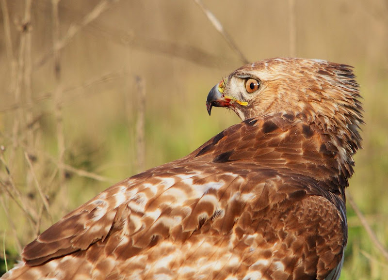 IMAGE: https://lh5.googleusercontent.com/-bboZFnpcSRM/TZPTYwquHgI/AAAAAAAAz_k/tSXAXcFEO-k/s800/WS_070942r.jpg