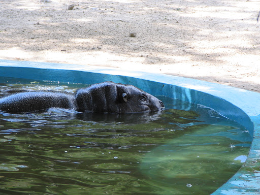 Zoo de Bratislava