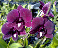 Растения из Тюмени. Краткий обзор - Страница 11 Den-deang-darkie