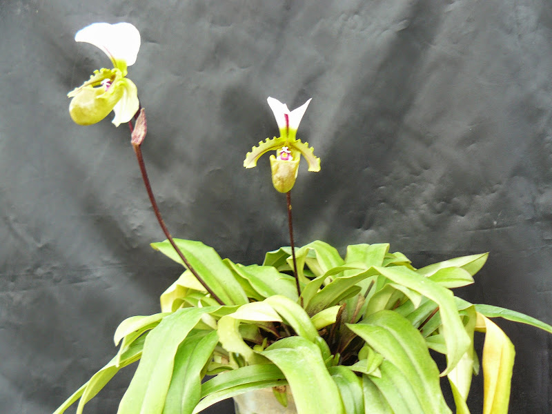 Paphiopedilum spicerianum P1040937