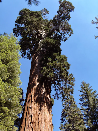 CALIFORNIA 2013 - Blogs de USA - 13 AGOSTO: BAKERSFIELD-SEQUOIA NP (9)