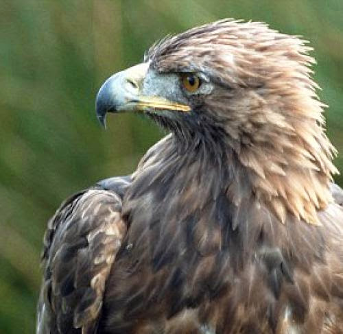 Eagles Not Protected From Wind Turbines