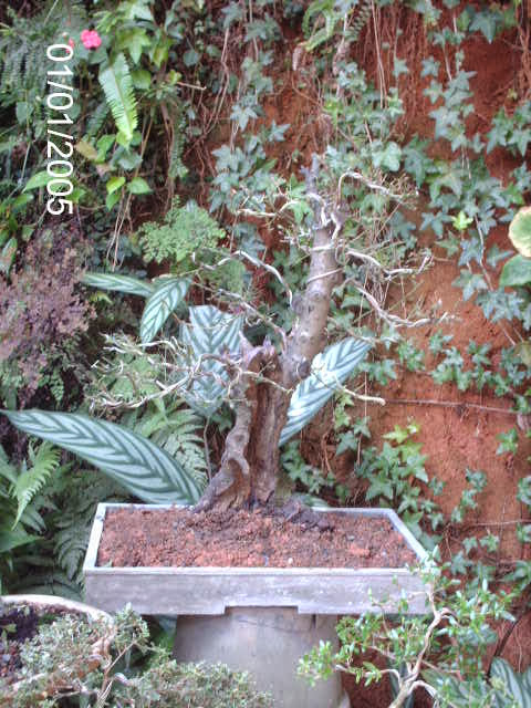 Prunus Serrulata Mume-Umê  II... PICT2502