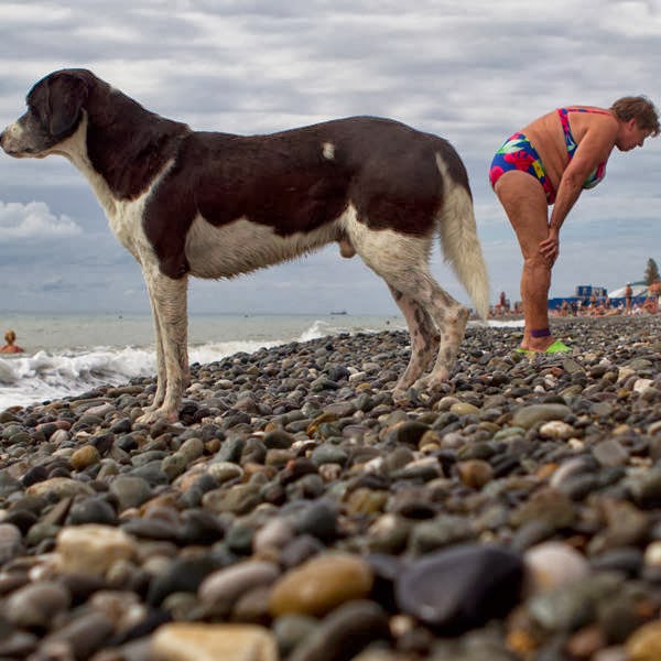 A dog looks at the sea as people rest on the beach outside of the Olympic Park in the Alder district of Sochi.