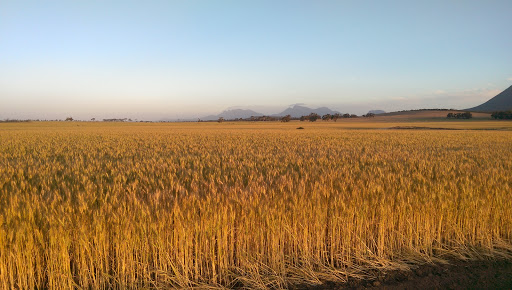 Bluff Knoll