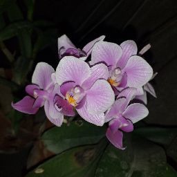 Hạnh Lê