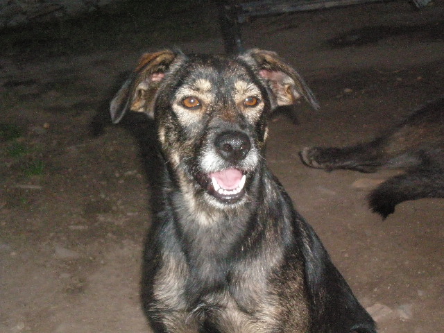 EN LA CALLE!!! Cani y Toby, abandonados en un canal de cachorros, llevan toda la vida abandonados (Talavera) (PE) PA081756
