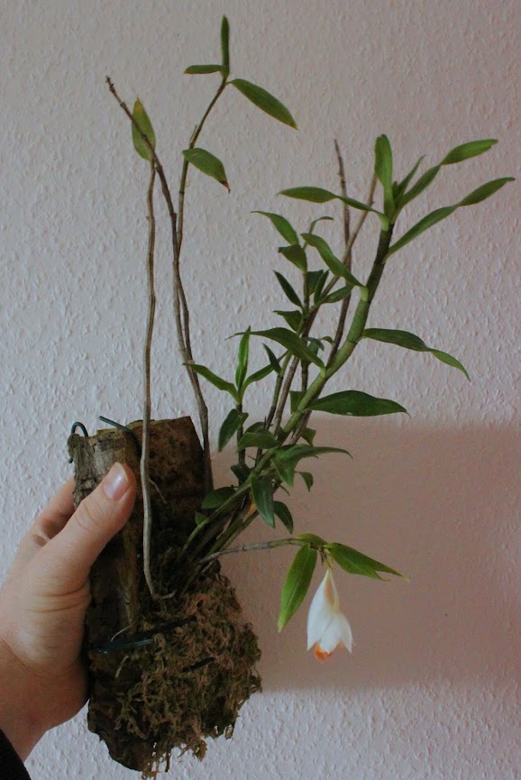 Dendrobium chapaense IMG_5448