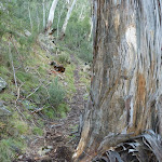 Getting close to nature on the Pallaibo Track (303382)