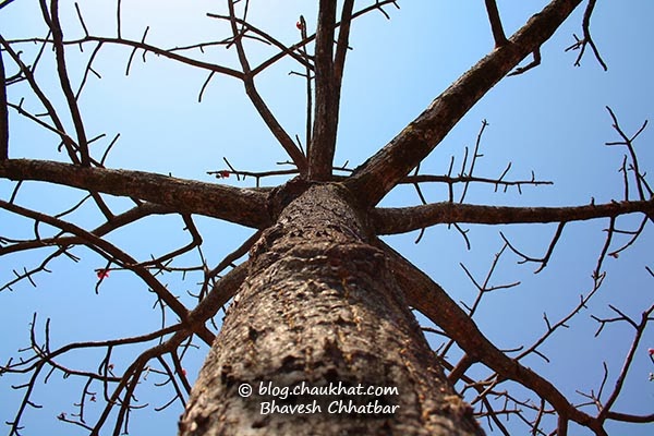 Cotton tree