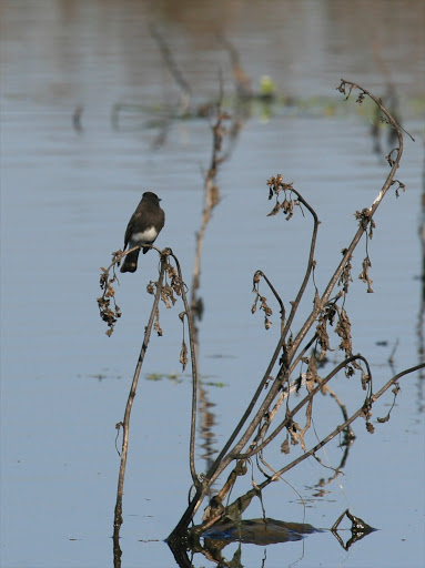 Nature Preserve «Cosumnes River Preserve», reviews and photos, 13501 Franklin Blvd, Galt, CA 95632, USA