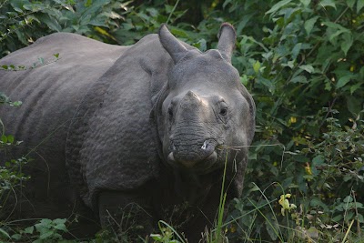 Photos of Bardia Wildlife Resort