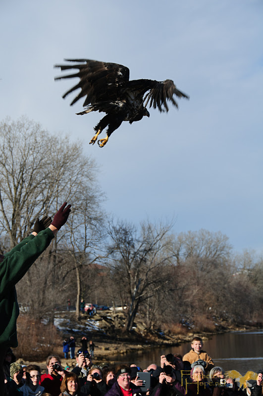 Marge Gibson of Raptor Education Group releases 1 of 4 rehabilitated bald eagles back into the wild at Sauk Prairie's 2013 Bald Eagle Watching Days.