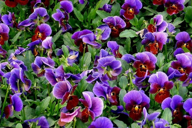 கண்ணைக் கவரும் அழகிய பூக்கள் Amazing_Purple_Flowers_16