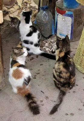 cat colony