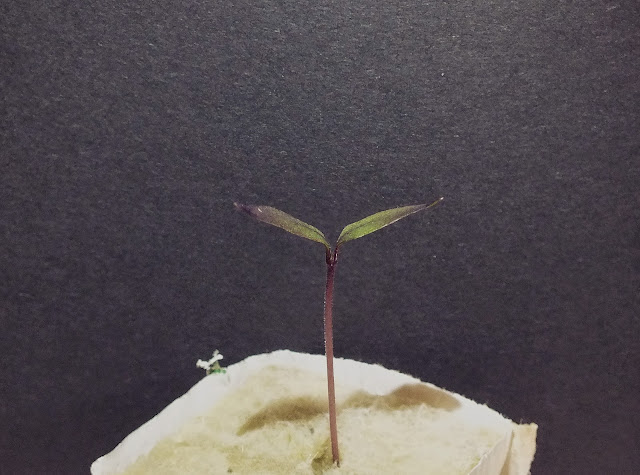 2014-12-15.JPG