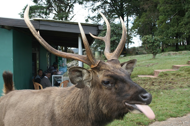 Sri Lankа - сейчас. Много фото пляжей. Sri Lankа - сейчас. Много фото пляжей.