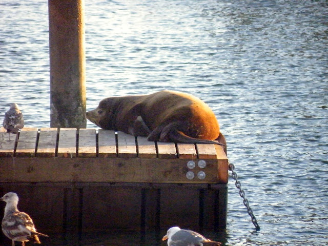 DIA-16. SAN FRANCISCO ( I ).Sausalito y Fisherman's Wharf - Los fascinantes parques del oeste americano. (21)