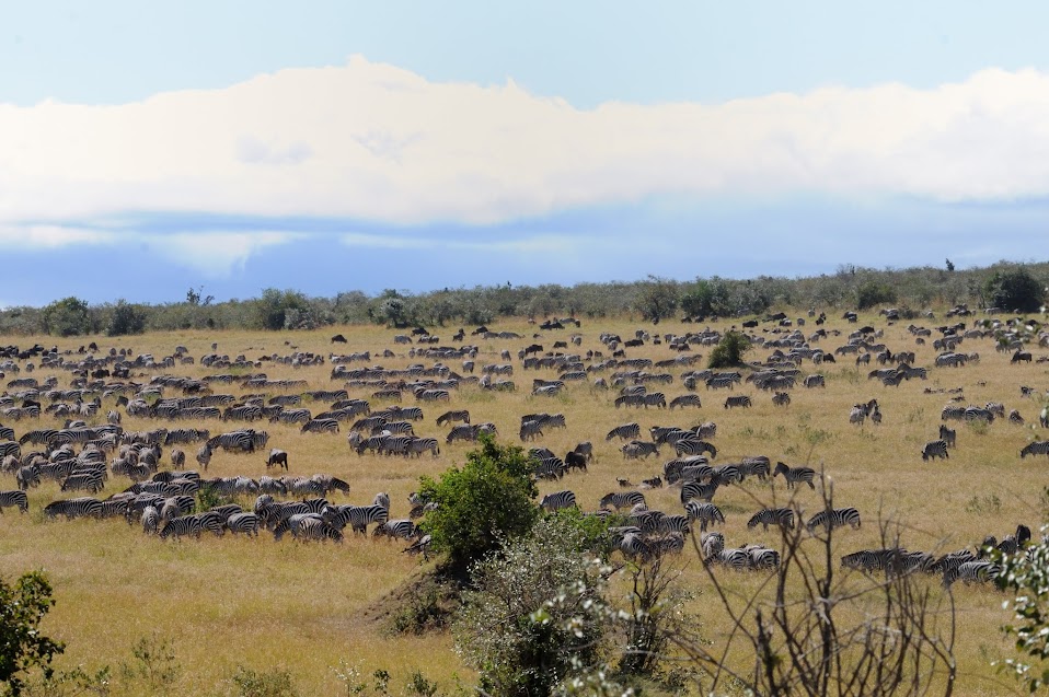 Masai Mara - Oeste de Kenya y Lago Victoria (4)