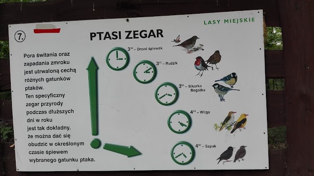 Park Młociński