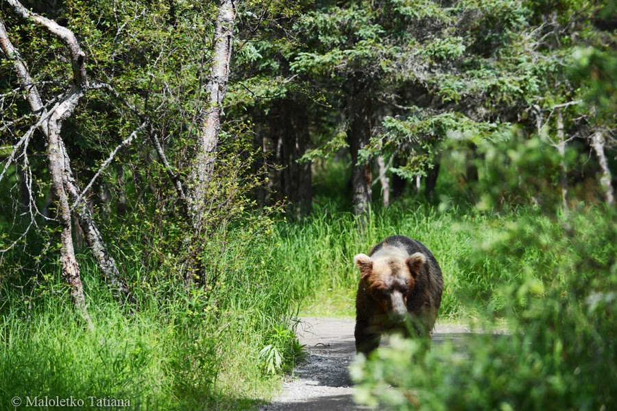 Аляска 2012. Денали; дикие медведи парка Катмаи; киты в Джуно