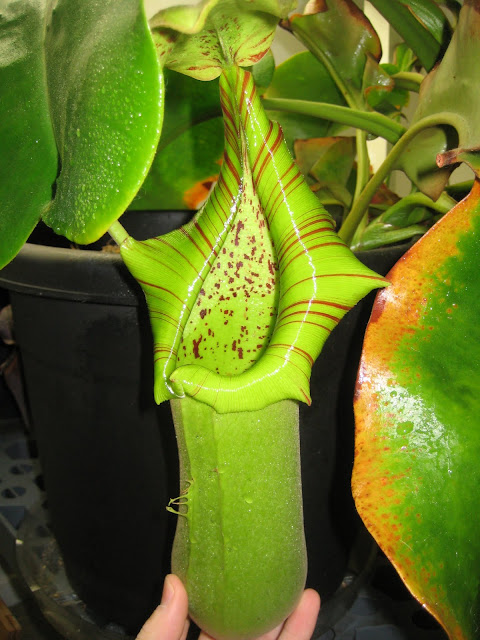 Nepenthes 2012 IMG_1269