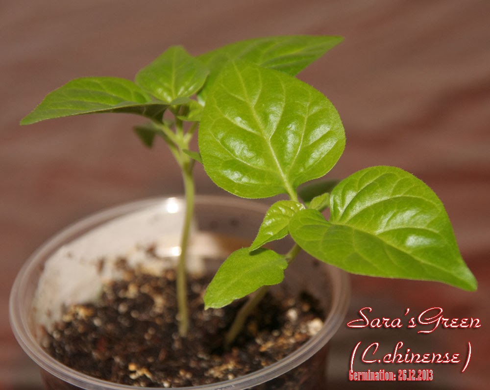 Saras_Green_21days_seedlings.jpg