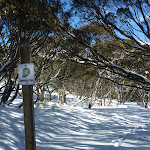 Snowshoe trail leading through forest of snow gums (300100)