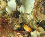 Hairy crab Pilumnopeus serratifrons