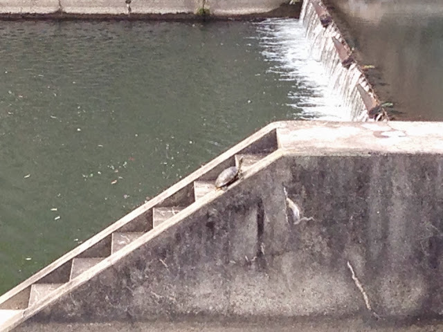竹馬川の階段登るカメ-2