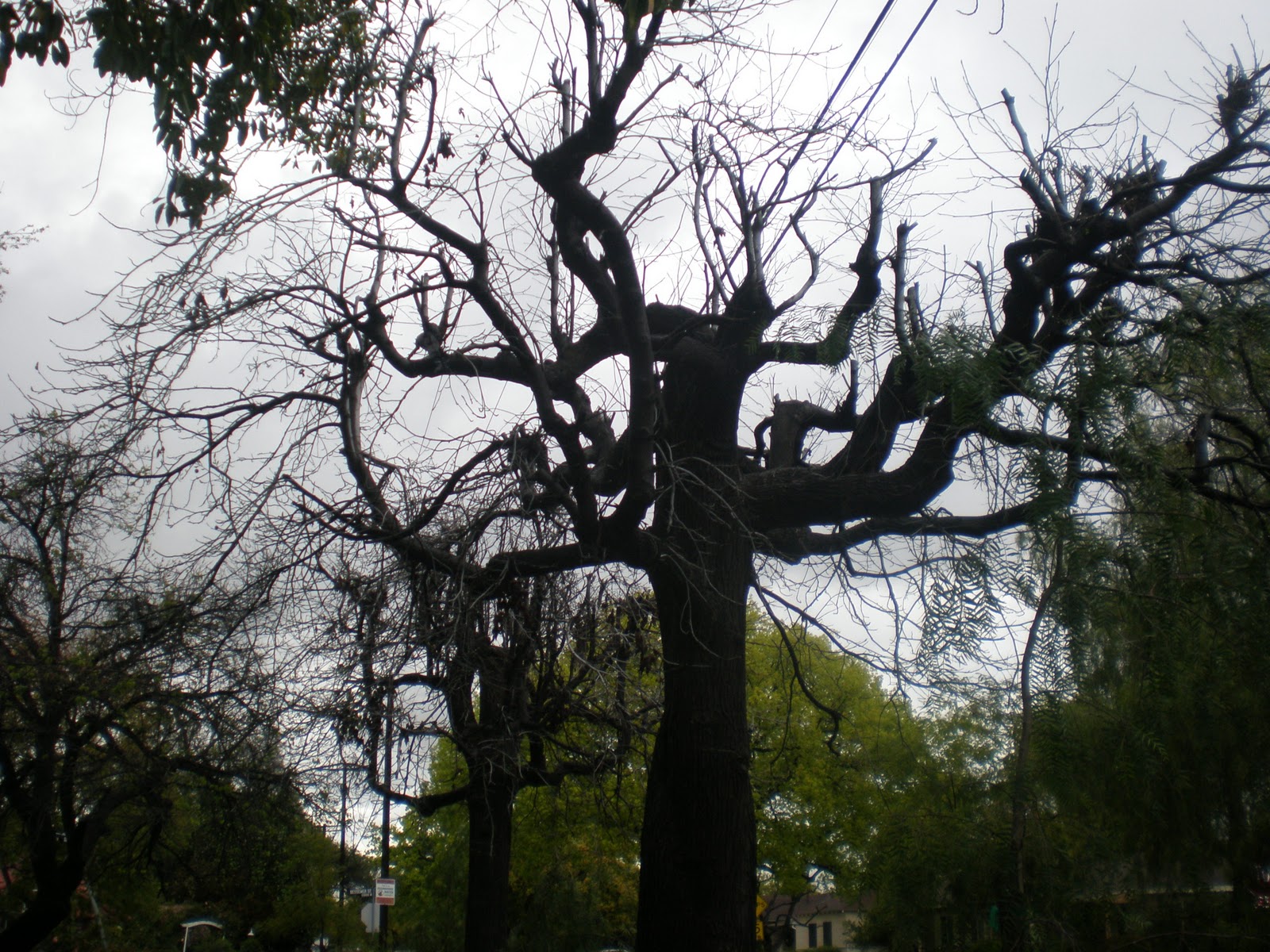 Los Angeles Daily Photo Scary Tree