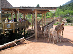 A look at the Giraffe pavilion