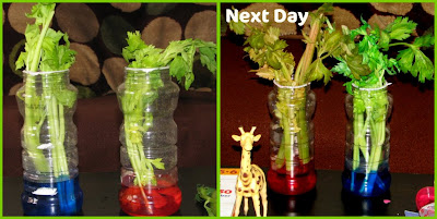 How Plants absorb Water: Celery Science Experiment
