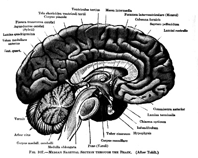 Brain Power Better Focus and Concentration Tips: the "Human Brain" Diagrams