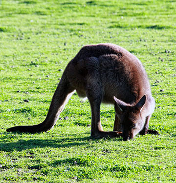 AUSTRALIA: EL OTRO LADO DEL MUNDO - Blogs de Australia - Kangaroo Island: naturaleza en estado puro (8)