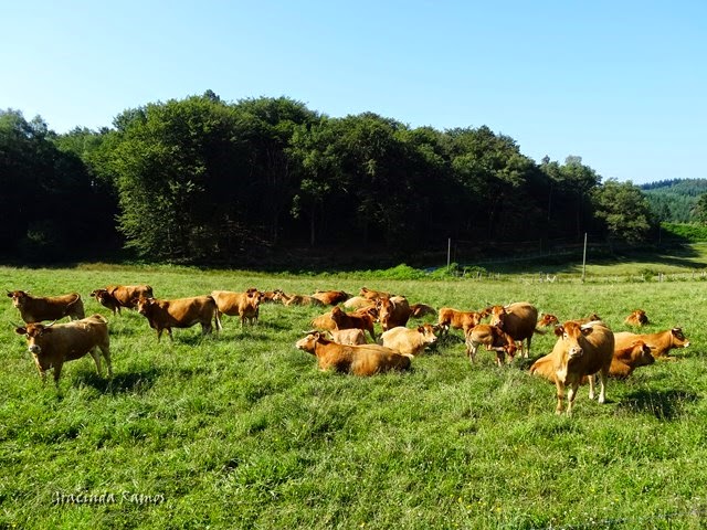 passeando - Passeando por caminhos Celtas - 2014 - Página 2 1%2B%2811%29