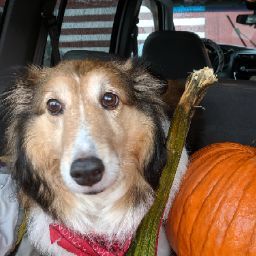 asbestos in shape screwfix