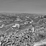 Castiglione Tinella i vigneti di Moscato - fotografia di Vittorio Ubertone