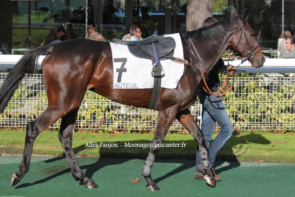 Photos Auteuil 18-10-2014 IMG_5057