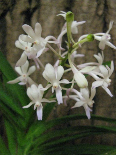 Конкурс орхидей "Апрельская капель" - Страница 6 04c40d7e28f2