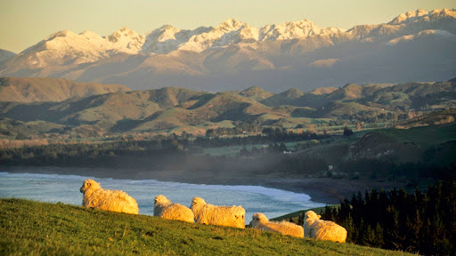 Sheep Resting Upon the Rolling Hillside, Kaikura, South Island, New Zealand.jpg