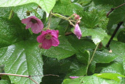 pink flowers