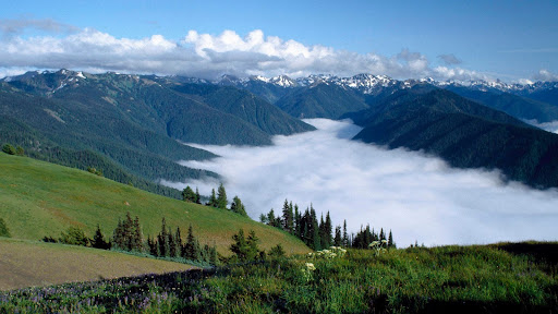 Hurricane Ridge, Olympic Peninsula, Washington.jpg