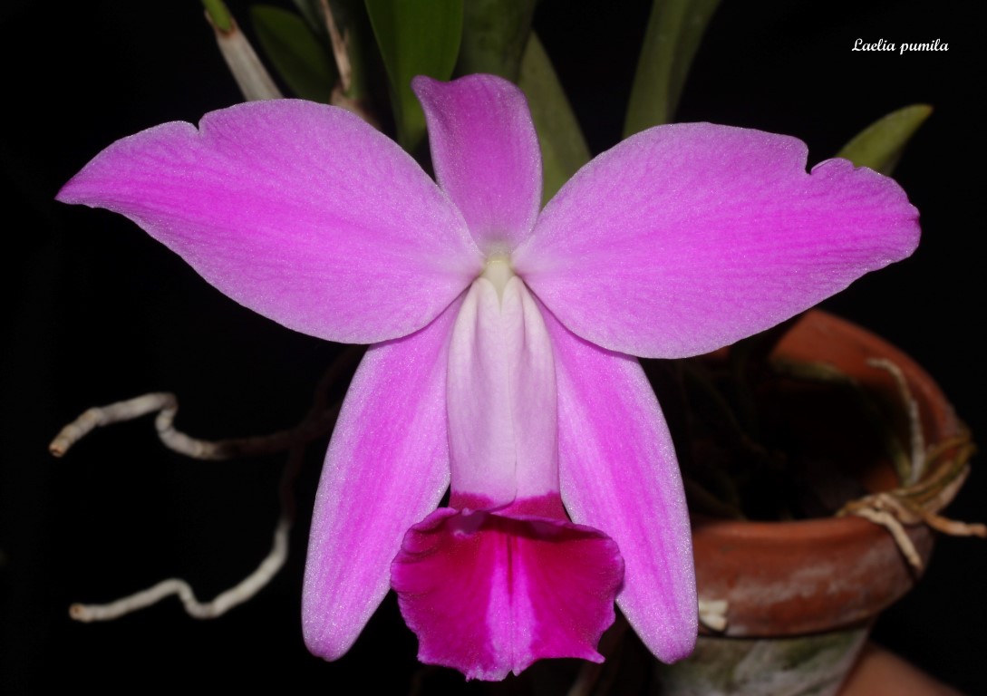 Laelia pumila IMG_6627b%252520%252528Medium%252529