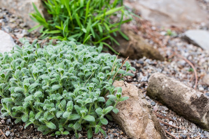 Cerastium alpinum Lanatum Cerastium-alpinum-lanatum-140517-180rm