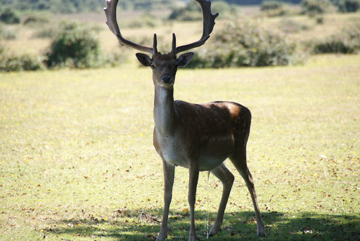 Ocknell Campsite New Forest
