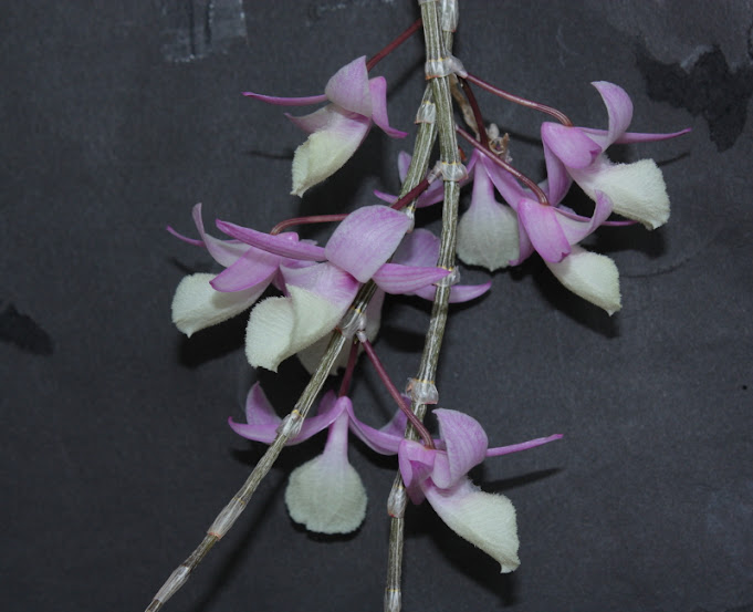 Dendrobium aphyllum Dendrobium+aphyllum+20143