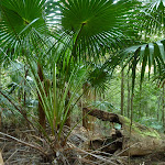 Cabbage Palm (Livistona Australis) (370306)