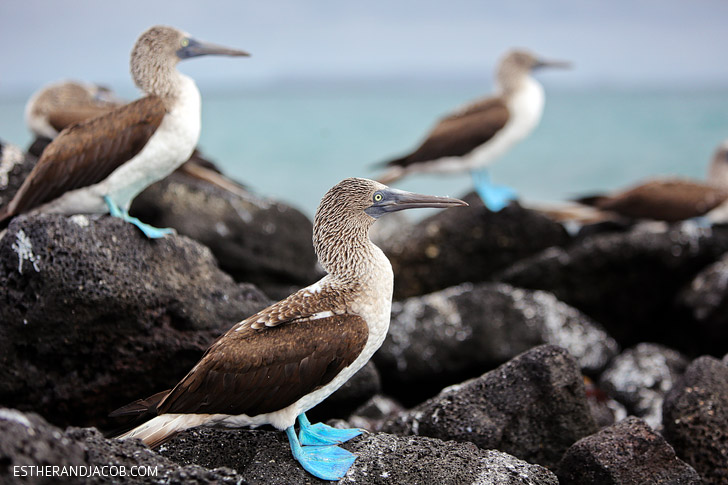 Galapagos Blue Footed Booby bird colony in the Wetlands Isabela Island.